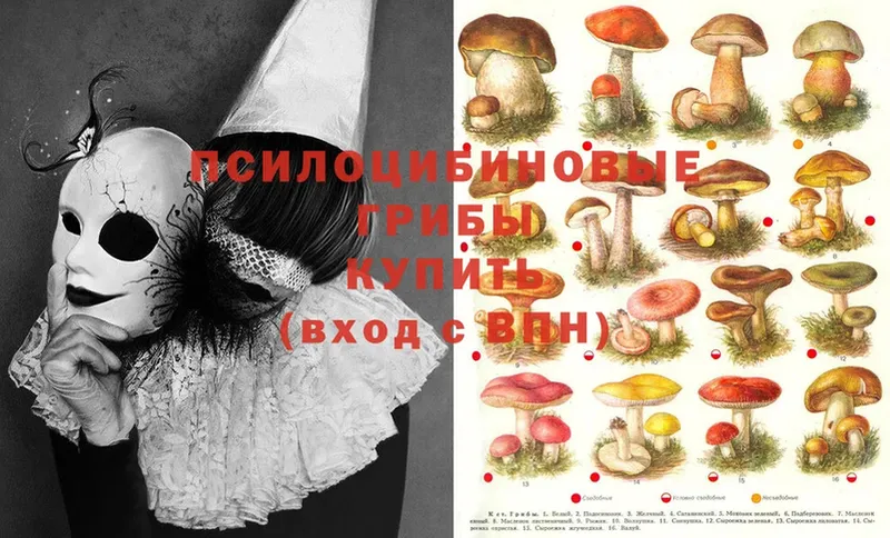 Галлюциногенные грибы MAGIC MUSHROOMS  хочу   Озёры 